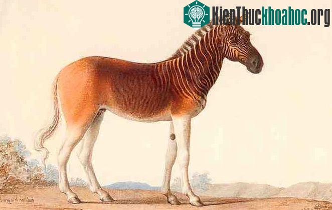 Lừa vằn Quagga