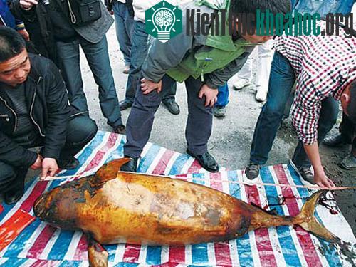 Xác của một con cá heo không vây quý hiếm vừa bị chết ở hồ Động Đình