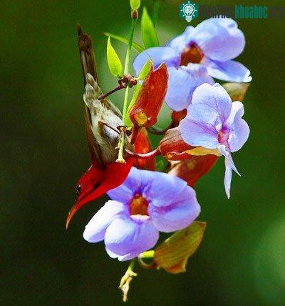 Thế giới nỗ lực bảo vệ chim sẻ