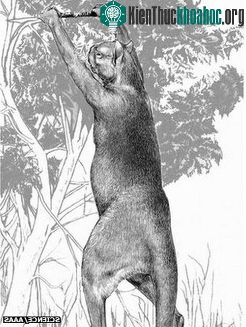 Loài kangaroo ăn cành non nay đã biến mất
