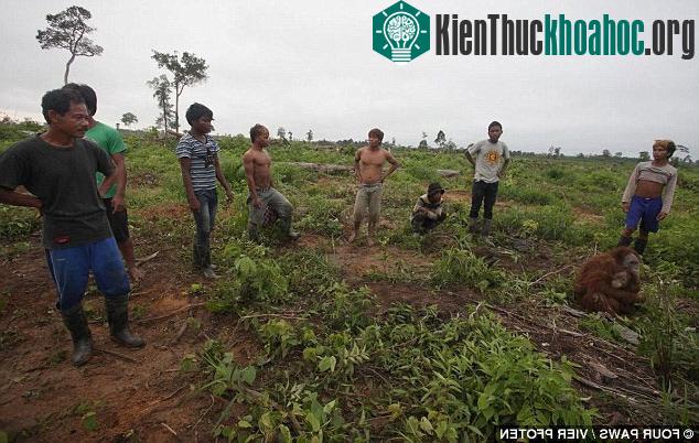 Những tên thợ săn thu 70 bảng Anh/ một con đười ươi bắt được từ các công ty kinh doanh dầu cọ.