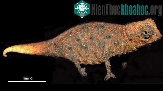 Cận cảnh loài Brookesia micra