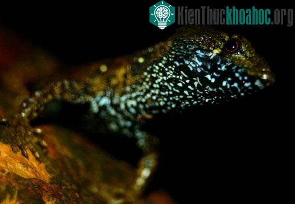 Thằn lằn Potamites montanicola sống nửa trên cạn nửa dưới nước
