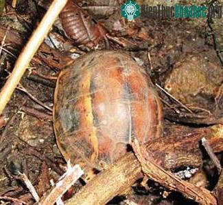 Cá thể Rùa sa nhân hòa nhập với môi trường tự nhiên rất nhanh sau khi được thả (Ảnh: VQG Phong Nha – Kẻ Bàng)