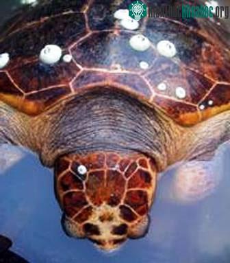 Cận cảnh đầu cụ rùa Quản Đồng