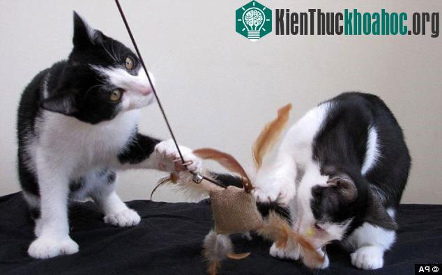 Fred (trái) và Ned (phải) hiện đang được chăm sóc trong Trung tâm bảo trợ mèo tại Gosport, Hampshire (Anh)