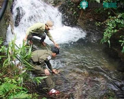 Lực lượng BVR Khu bảo tồn Sao La TT Huế đang thả rùa về với môi trường sống tự nhiên.