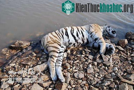Hổ Siberia nằm trong danh sách 10 loài thú có nguy cơ tuyệt chủng cao nhất thế giới.