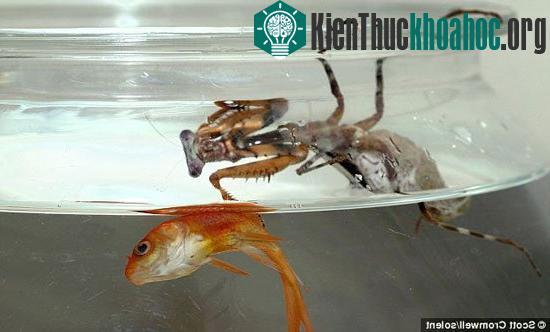 Bọ ngựa ăn thịt cá vàng