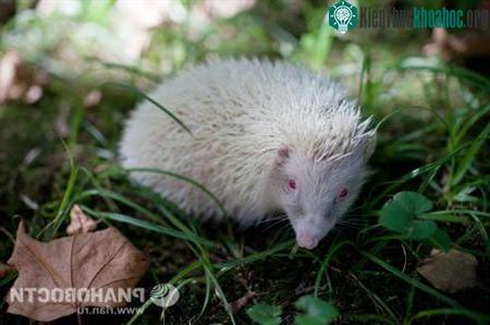 Toàn thân màu trắng. (Nguồn: rian.ru)
