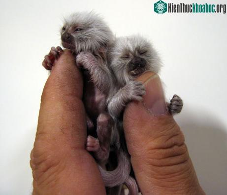 Hình ảnh khỉ Marmosets pygmy- (Ảnh: Environmnet Graffiti)