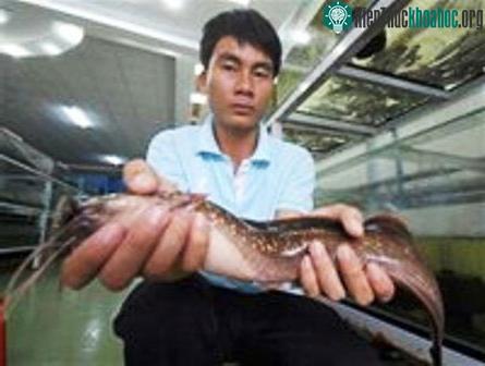 Cá trê Clarias gracilentus Ng