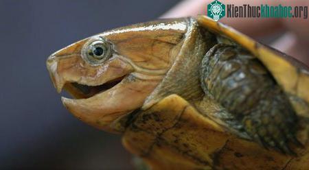 Chiêm ngưỡng loài rùa "quái dị" của Việt Nam