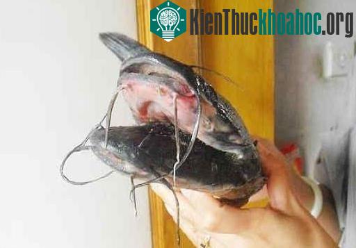 Cá trê đen hai đầu, 10 râu kỳ quái ảnh 1