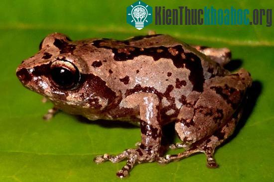Ếch Raorchestes agasthyaensis