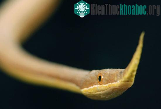 Độc đáo loài rắn mọc sừng ở mũi ảnh 1