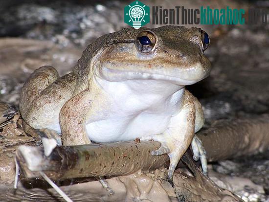Một loài ếch có răng nanh khác mới phát hiện. (Ảnh: National Geographic)