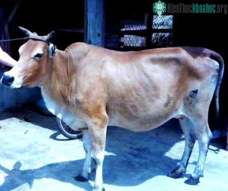 Con bò mẹ đã sinh bê 2 đầu