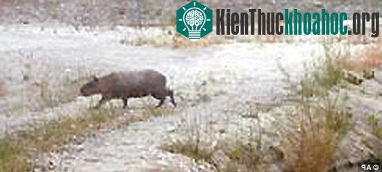Chuột lang khổng lồ capybara có thể dài tới 1m và răng nó liên tục phát triển.