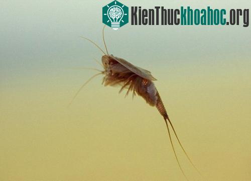 Tìm thấy “hóa thạch sống” động vật cổ xưa nhất thế giới ảnh 1