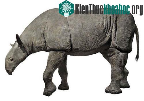10 loài động vật có vú kỳ lạ ảnh 1