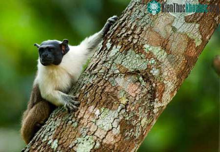 Mèo rừng biết giả giọng khỉ ảnh 1