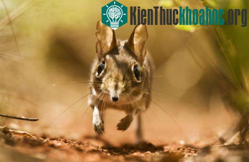 Khả năng sinh tồn độc đáo trong giới tự nhiên ảnh 1