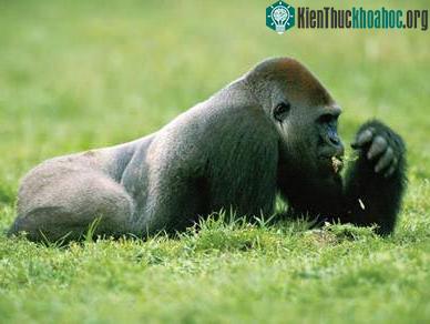 Gorilla ăn thịt khỉ ảnh 1