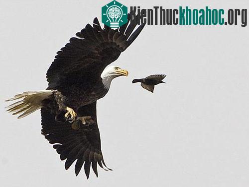 Cú đột kích trên không của đại bàng đầu trọc ảnh 1