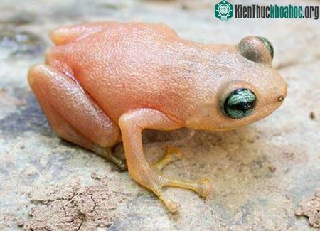 Những con ếch đổi màu ảnh 1