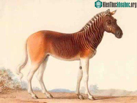 10 loài thú tuyệt chủng kỳ lạ ảnh 1