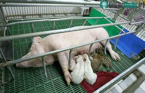 Tình bạn kỳ diệu giữa hổ và lợn ảnh 1