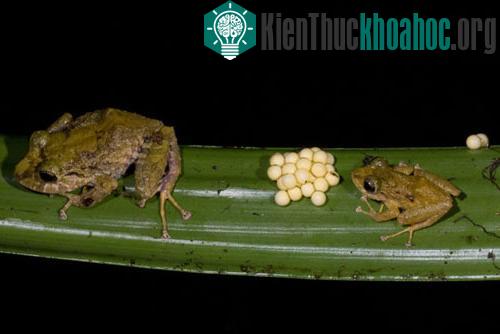 Những sinh vật kỳ quặc ở rừng mưa Ecuador ảnh 1