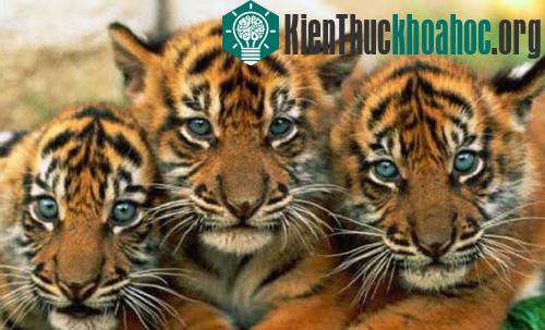 Chúa sơn lâm vòng quanh thế giới ảnh 1