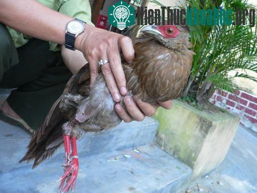 Phát hiện loài gà lôi lam mào trắng bị xem là đã tuyệt chủng ảnh 1