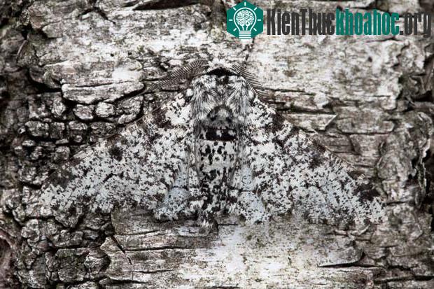 Những màn ngụy trang tài tình trong thiên nhiên ảnh 11