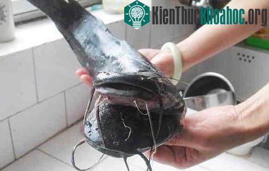 Cá trê đen hai đầu, 10 râu kỳ quái ảnh 11