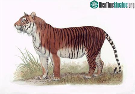 Myanmar thành lập khu bảo tồn hổ lớn nhất thế giới ảnh 11