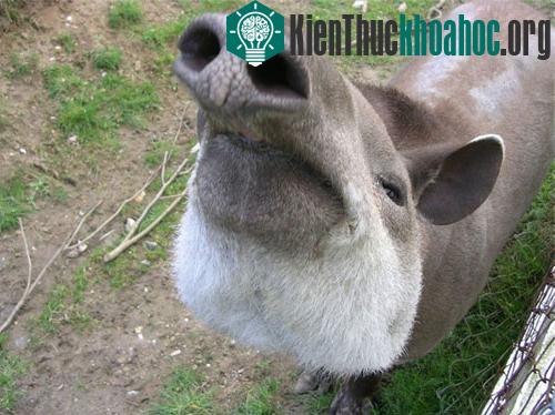 Những chiếc mũi kỳ lạ trong thế giới động vật ảnh 11