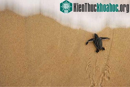 Loài rùa biển luýt khổng lồ ảnh 11