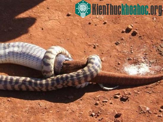 Cận cảnh trăn đầu đen nuốt sống kỳ đà "khổng lồ" ảnh 12