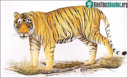 Myanmar thành lập khu bảo tồn hổ lớn nhất thế giới ảnh 12
