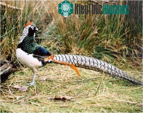 Những đứa con lai đặc sắc ảnh 12