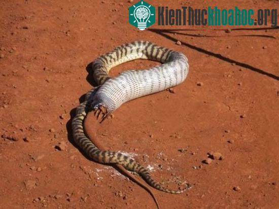 Cận cảnh trăn đầu đen nuốt sống kỳ đà "khổng lồ" ảnh 13