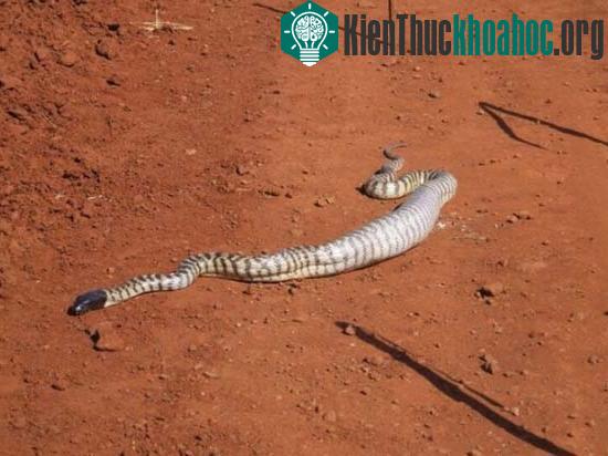 Cận cảnh trăn đầu đen nuốt sống kỳ đà "khổng lồ" ảnh 15