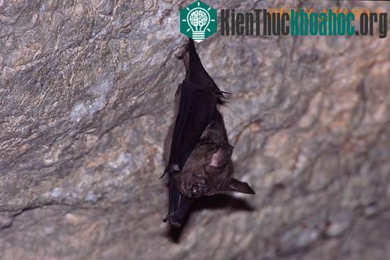 Loài dơi nếp mũi quạ Hipposideros armiger (bên trái) có cơ thể lớn hơn rất nhiều so với đồng loại.