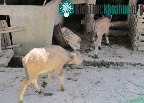 Xôn xao trâu mẹ sinh 2 con nghé ảnh 2