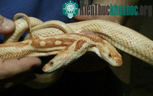 Rợn mình hình ảnh kinh dị của rắn hai đầu- ảnh 3