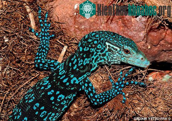 Thằn lằn chúa – Varanus Macraei.