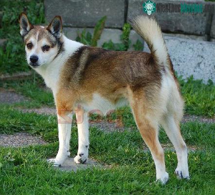 Chó sáu ngón chân Lundehund